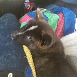 Foto van Jackie en Kiba:)