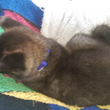 Foto van Jackie en Kiba:)