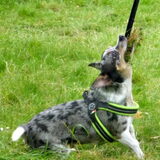Foto van Nymeria