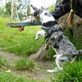 Foto van Nymeria