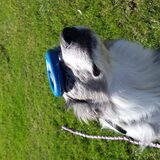 Foto van team border lolly