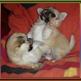Chihuahua puppys van ons