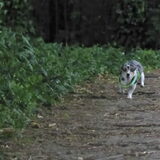 Foto van Nymeria