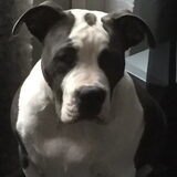 Foto van Lenny