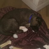 Foto van Jackie en Kiba:)