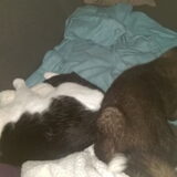 Foto van Jackie en Kiba:)