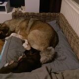 Foto van Jackie en Kiba:)