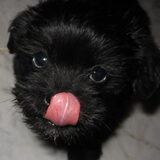 hallo. ik heet chaka, ik ben een kruising l'hasa apso. op de foto ben…