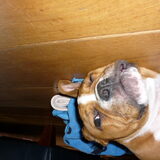 Foto van Daisy