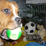 Foto van Daisy