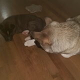Foto van Jackie en Kiba:)