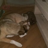 Foto van Jackie en Kiba:)