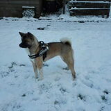 Foto van Jackie en Kiba:)