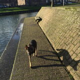 Foto van amster