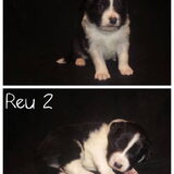 3 weken oud!