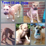 Tyson van pup tot nu. Geboren op 13-06-2009