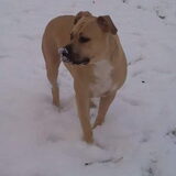 Tyson in de sneeuw. Mooi!