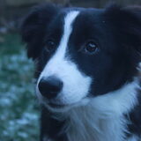 Knappe Lynn