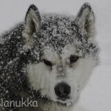 Foto van Alaska's Finest!
