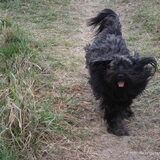 Blaf in actie
