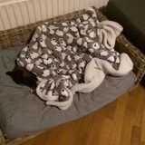 Foto van Jackie en Kiba:)