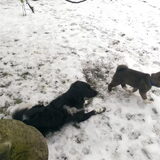 Foto van Jackie en Kiba:)