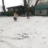 Foto van Jackie en Kiba:)