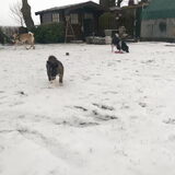 Foto van Jackie en Kiba:)