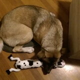 Foto van Jackie en Kiba:)