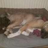 Foto van Jackie en Kiba:)