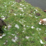 Foto van Jackie en Kiba:)