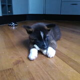 Foto van Jackie en Kiba:)