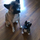 Foto van Jackie en Kiba:)
