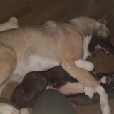 Foto van Jackie en Kiba:)