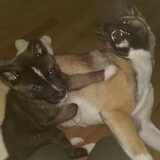 Foto van Jackie en Kiba:)