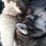 Foto van Tiffani & Pepper