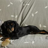 Foto van Kris Engelen