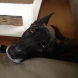 Foto van Annika (Cookie&Tess)
