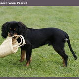 Foto van Kris Engelen