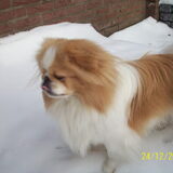 Foto van roxanne & balou