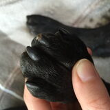 Foto van Maxine, Mira en Tuur