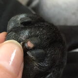Foto van Maxine, Mira en Tuur