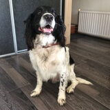 Dit is een foto van toen ik net een lange wandeling met Snuf had…