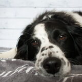 Foto van Angelique; Bruno, Charlie & Fenna
