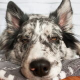 Foto van Angelique; Bruno, Charlie & Fenna