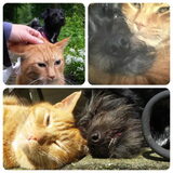 Foto van Ciska en Spanjaardje Moh (Bambi r.i.p.)