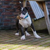 Foto van Hannah & Bink† en Beertje