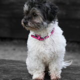 Foto van Lisa; Bobbie, Bentley & Lilly
