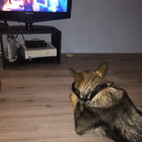 Foto van amster