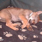 Onze pup Shyva kijk voor meer foto's op: www.vantaelsesluske.nl